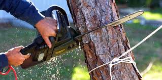 Best Weed Control  in San Augustine, TX