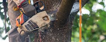 Best Root Management and Removal  in San Augustine, TX