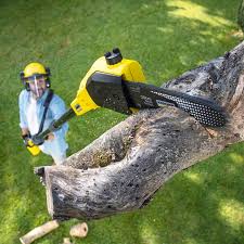 Best Hazardous Tree Removal  in San Augustine, TX