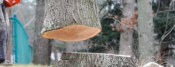 Best Tree Mulching  in San Augustine, TX