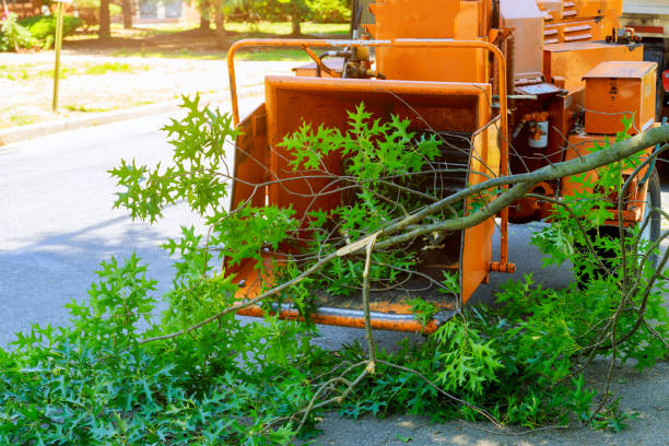 Reliable San Augustine, TX Tree Services Solutions