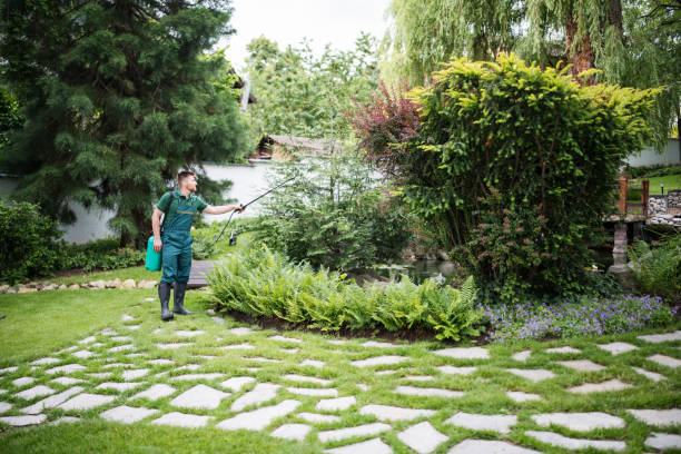 Best Lawn Disease Treatment  in San Augustine, TX