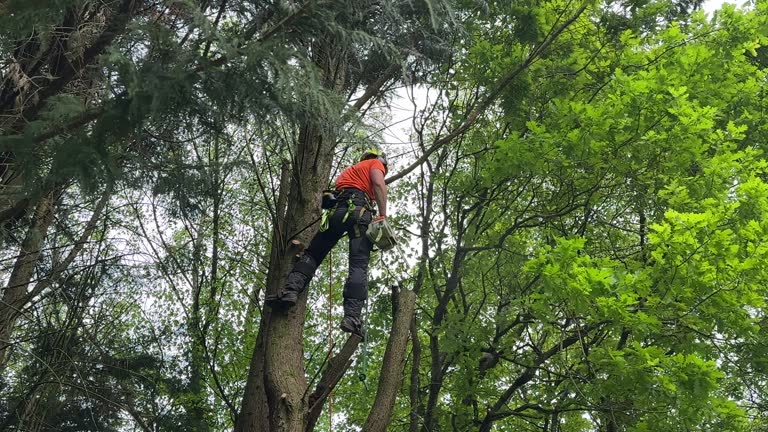 Trusted San Augustine, TX Tree Services Experts