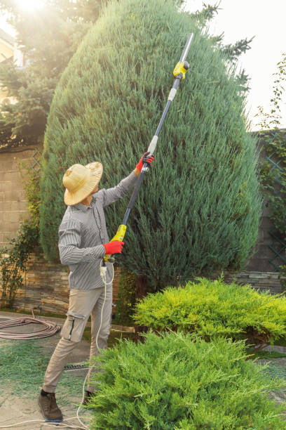 Best Grass Overseeding  in San Augustine, TX