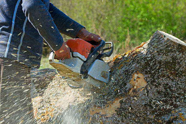 Best Palm Tree Trimming  in San Augustine, TX