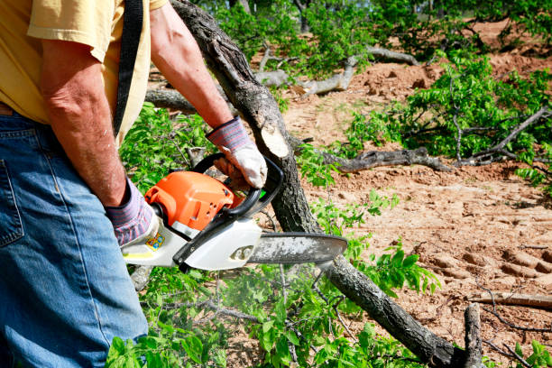 Best Lawn Irrigation Installation and Maintenance  in San Augustine, TX